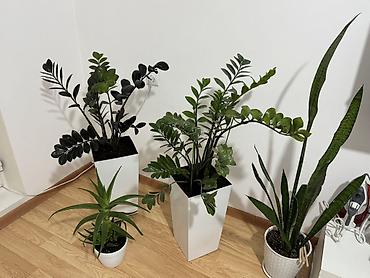 Комнатные растения в горшках: - Замиокулькас (ZZ plant) — 2