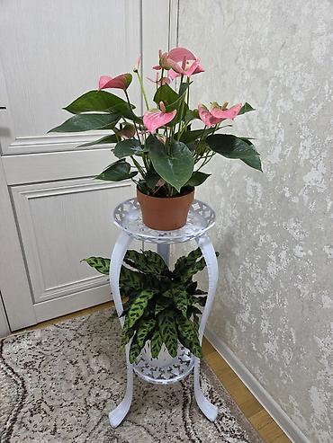 лил: Комнатные растения: оксалис (кислица) и эухарис (амазонская лилия) — 9