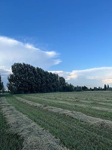 село бает: 300 соток, Для сельского хозяйства — 1
