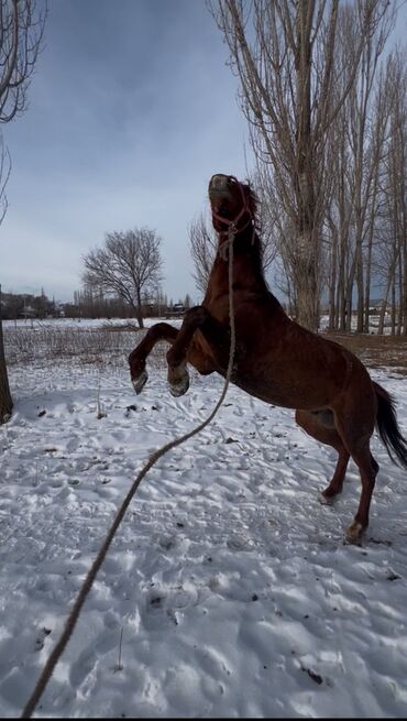 Лошади, кони: Продаю | Конь (самец) | Конный спорт — 3
