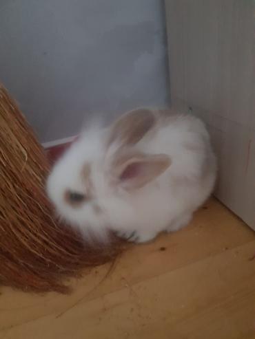 Декоративные кролики: Пуховый декоративный кролик (карликовый тип) пол-обе самцы им по 5 — 9