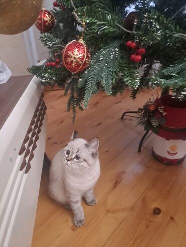 Pişiklər: Britan — 10