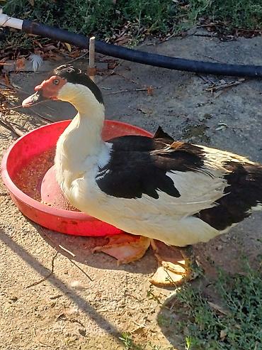 fermer təsərrufatı: Muscovy ördəyi (indoutka) – qara-ağ rəngli - Cins: Muscovy (hind — 3