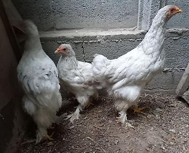 брамо: Продаю | Куры | Брама | Для разведения — 3