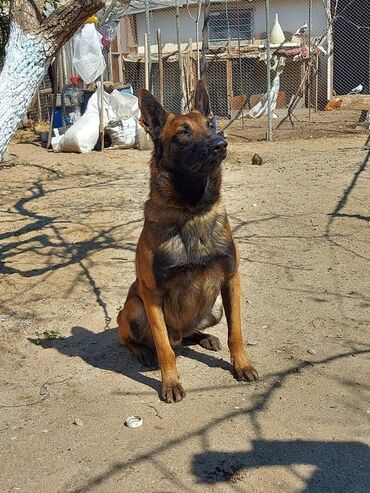 kuckar ov iti: Belçika çoban iti, 2 ay, Erkek, Peyvəndli, Pulsuz çatdırılma