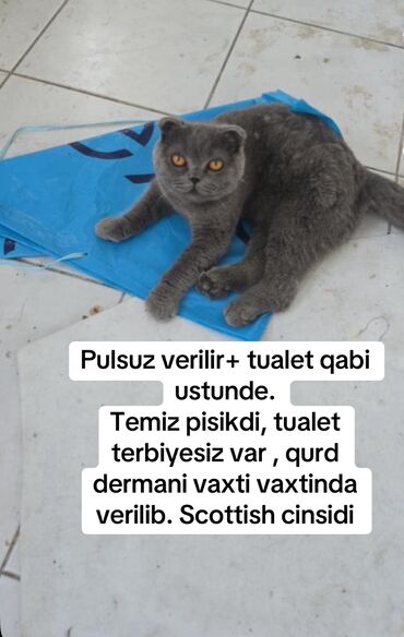 cins ineklerin satisi: Самка