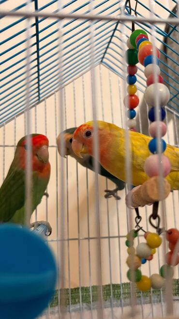 Tutuquşları: Bozlar 35 azn Sarilar 40 Azn Əl quşlari 60-70 Azn 100 Azn tam rucnoy — 14