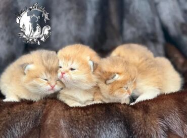 белый кошка: Экзотическая, 1 месяц, Мальчик, Золотая шиншилла