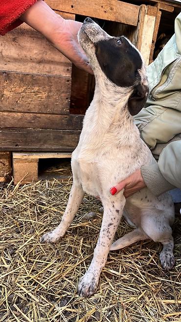 Отдам даром собаку: Собака даром: Дворняжка, 4 месяца, Самка, С прививкой — 6