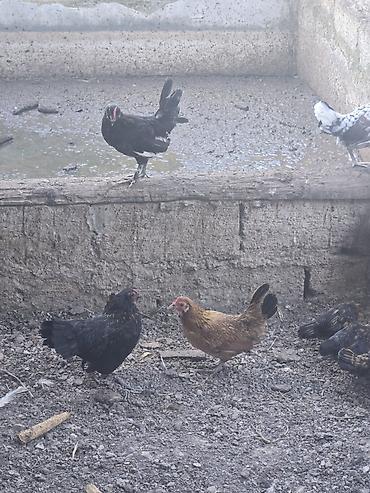mal satisi: Toyuq, Damazlıq — 1