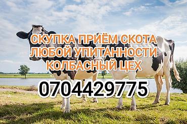 Животные: Колбасный цех, Частное лицо : Коровы, быки, Лошади, кони, | На забой, на мясо, Любое состояние, Забитый — 1