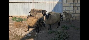Qoyunlar, qoçlar: Salam Satır Ramanov qoyunları Boğaz. damazlığ 4 tişi 3 erkəydi -da lalafo.az — 9 Qoyunlar, qoçlar: Salam Satır Ramanov qoyunları Boğaz. damazlığ 4 tişi 3 erkəydi — 9