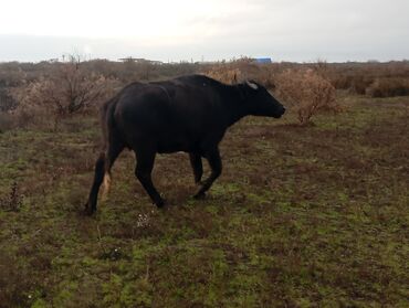 Camış: Məhsul: Su camışı sürüsü boğaz çatmışlar. 9 heyvan 6 ana camis . 3 — 2