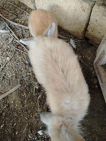 labrador satisi: Satılır: Ev dovşanı (uzun tüklü) - Növ: Ev dovşanı, uzun tüklü tip - — 3