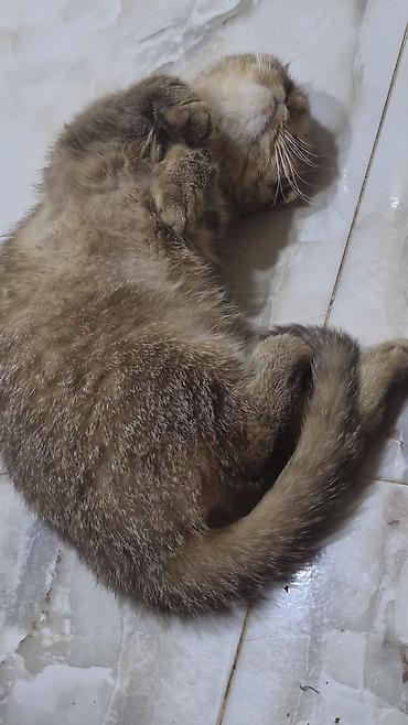yumru akvariumlar: Şotland, Yaxşı əllərə — 4