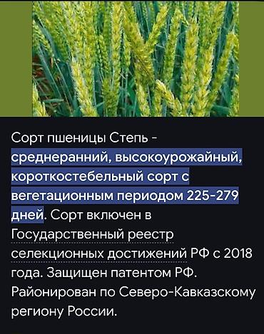 Пшеница: Пшеница,сорт степь на семена, высев 160-180кг в этом году на багаре — 3