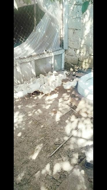 pekin ördeği: Salam tam saqlam 2 ayliq pekin kuban oredeklerdir 11 ededir .Unavn — 5