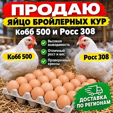 яйца инкубатор: Продаю | Инкубационные яйца | Бройлерная | Для разведения — 1