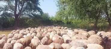 ingilis setter it cinsinin digər adı: Qapı. Damazadıq. Bala. Və. Yetik. Qoyun. 1, 2, 3, 4, Qarın