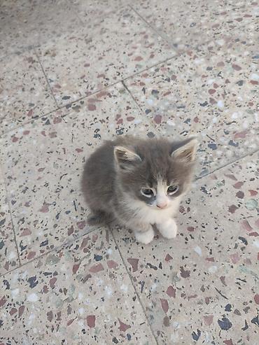 Pişiklər: Yaxşı əllərə — 4