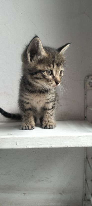 леопардовая кошка: Котята, короткошёрстные, домашние. Описание: - Возраст примерно 1,5–2