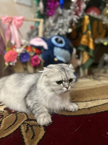 Pişiklər: Şotland — 9