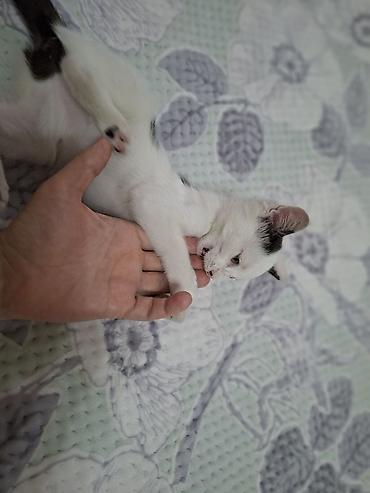Отдам даром кошку: Кошка даром: Ангорская, 3 месяца, Девочка at lalafo.kg — 7 Отдам даром кошку: Кошка даром: Ангорская, 3 месяца, Девочка — 7