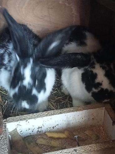 Кролики: Продаю | Крольчата | Для разведения — 3