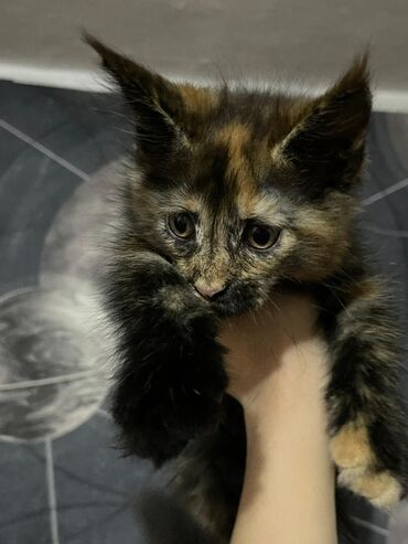 американская енотовая кошка: Порода: котята мейн-кунов Окрас: - дымчатый (серо‑черный с