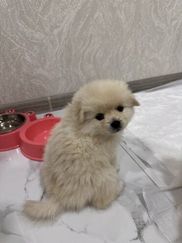 İtlər: Şpitz, 1 ay, Erkek — 5