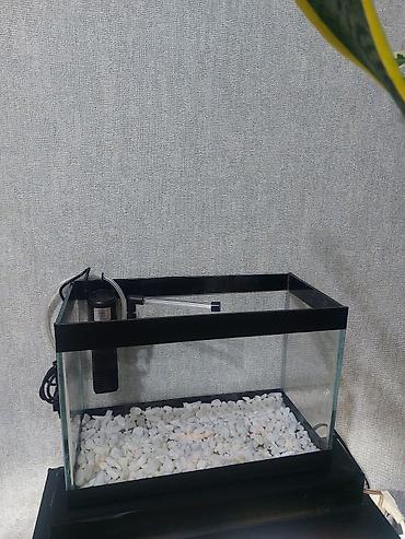 Akvariumlar: Topdan satılır say çoxdu ölçülər 30×25×15 (. 11 litir qapaqlı və -da lalafo.az — 14 Akvariumlar: Topdan satılır say çoxdu ölçülər 30×25×15 (. 11 litir qapaqlı və — 14