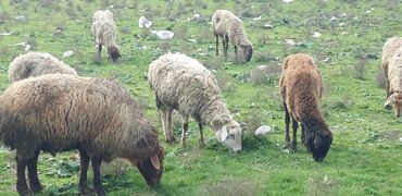 qurbanlıq qoyun: Dişi, il: 3, Damazlıq, Südlük, Ətlik, Ödənişli çatdırılma