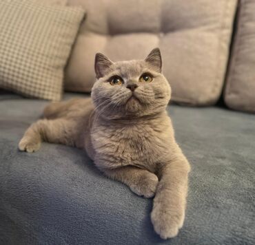 отдам котенка в добрые руки: Британская at lalafo.az отдам котенка в добрые руки: Британская