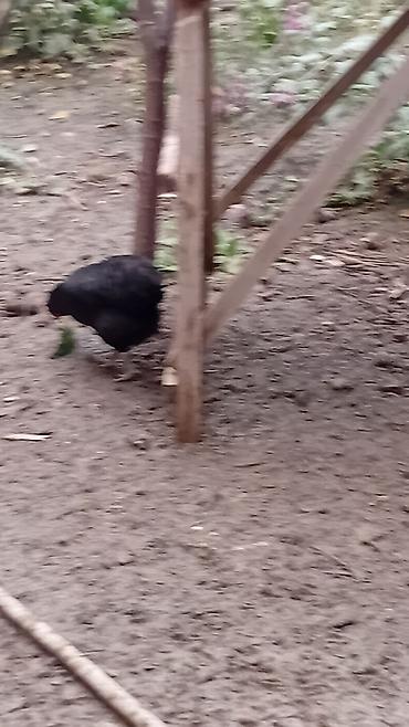 bakida cins ineklerin satisi: Toyuq, Australorp, Damazlıq, Ünvandan götürmə — 7