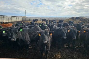 домик для собаки: Сатам | Уй (ургаачы), Бука (эркек), Кунаажын | Ангус, Герефорд, Голштин | Бордоп семиртүү үчүн, Союуга, Көбөйтүү үчүн | Асыл тукумдуу