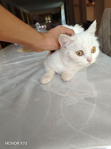 pişiklər ucuz: Ağ tüklü sarı göz Van Kedisi cinci ev pişiyi - Tam ağ rəngli, yumşaq — 2