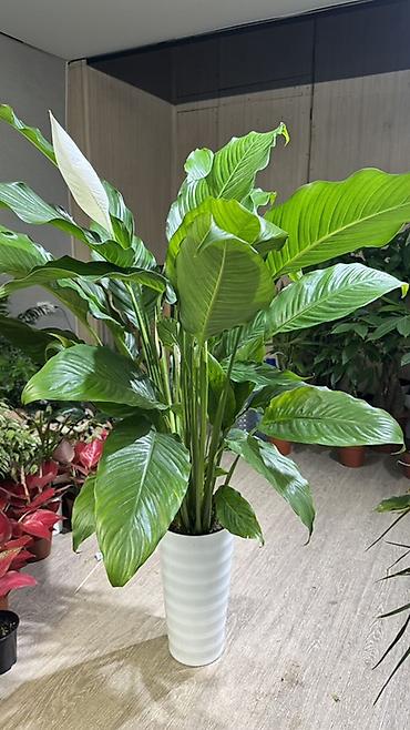 Другие комнатные растения: Комнатные растения в горшках-декоративнолиственные и цветущие виды. В — 9