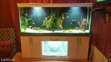 akvarium lampa: Akvarium-şkaf, 1000 l — 8