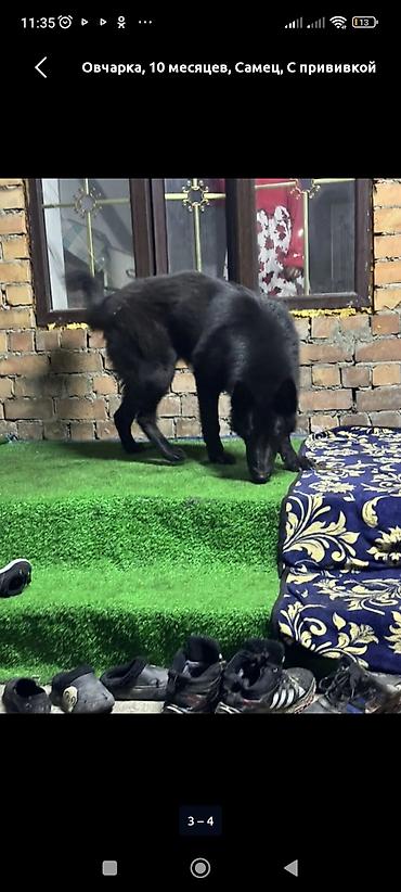 Продажа собак: Восточноевропейская овчарка, 10 месяцев, Самец, С родословной — 8