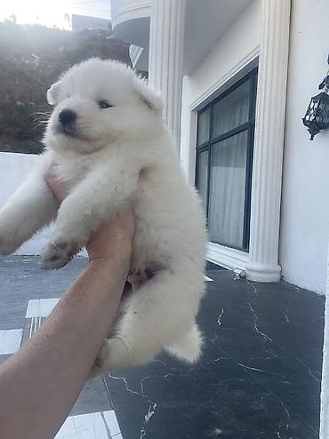 haski bala: Samoyed — 8