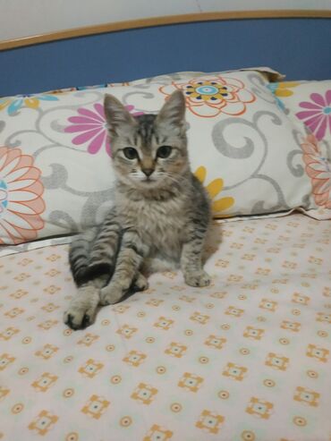 котенок в добрые руки: 2 айлык, Ургаачы