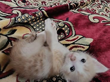 Sahibləndirmə: 1 ay yarımlıq balaca pişik - Qum mədəniyyəti var