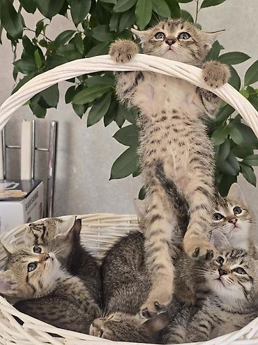 сибирская дымчатая кошка: Полосатые котята в корзинке - Окрас: классический тигровый — 6