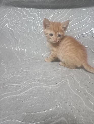 кой аштоо: Котята, помёт домашней кошки. - Окрас: рыжие - Возраст: почти два — 7