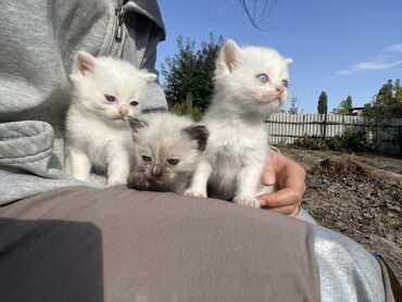 кошки шатланский: Ангорская, 1 месяц, Девочка, Белый, Метис