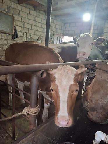 Mal-qara: Diri cekisi 300kg yalniz WhatsApp isleyir — 1