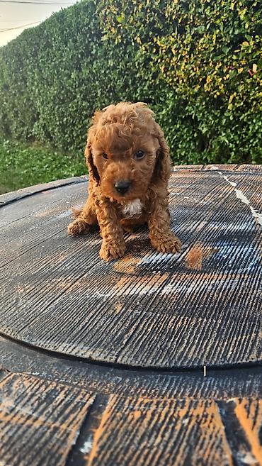 psi stenci prodaja: Dostupni štenci aprikot mini i crvene toy pudle 🐩 Od veoma — 4