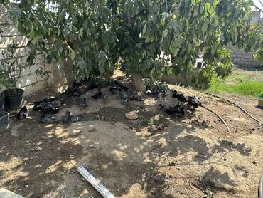 Куры: Lavanda və zümrüd lal ördəkləri 1 aylıqlar 12azn ve 2 aylıqlat 15 azn