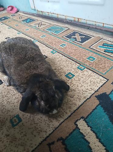 yem uyden: Ev dovşanı – lop qulaq (aşağı sallanan qulaqlar) - Cins: Lop qulaq — 3