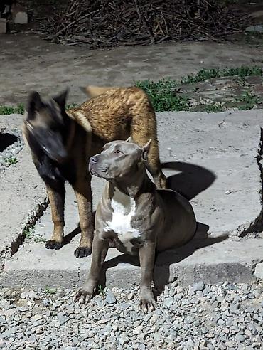 Продажа собак: МИТИСЫ. Мама питбуль, папа Малинуа (бельгийская овчарка)Щенки от пары — 2